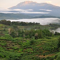 Buy canvas prints of Mt Kinabalu above Tea plantations by Nicholas Brown