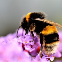 Buy canvas prints of busy as a bee by Russell Mander