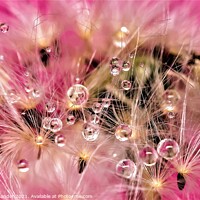 Buy canvas prints of DANDY LION DEW by Russell Mander