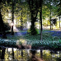 Buy canvas prints of BLUEBELL SUNRISE  by Russell Mander