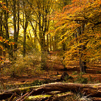 Buy canvas prints of AUTUMN COLOURS by Russell Mander