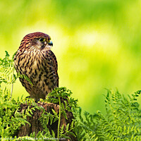 Buy canvas prints of KESTREL ON POST by Russell Mander