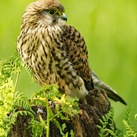 Buy canvas prints of KESTREL ON FENCE POST by Russell Mander