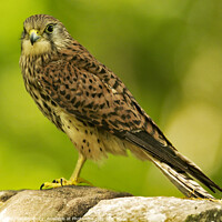 Buy canvas prints of KESTREL ON WALL by Russell Mander