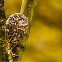 Buy canvas prints of LITTLE OWL WATCHING by Russell Mander