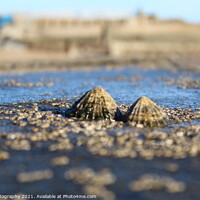 Buy canvas prints of Seashells by ami Photography
