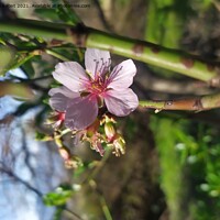 Buy canvas prints of Almond blossom  by Tara Font