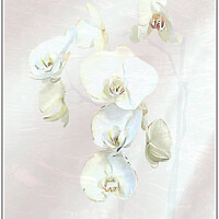 Buy canvas prints of Orchid by Pat Butler