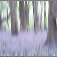 Buy canvas prints of Bluebell Wood by Pat Butler