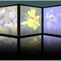 Buy canvas prints of Flower reflections. by Pat Butler