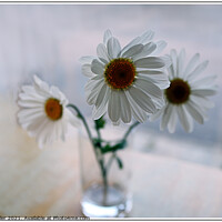 Buy canvas prints of Three Daisies by Pat Butler