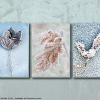 Buy canvas prints of Frosty leaves by Pat Butler