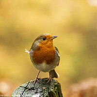 Buy canvas prints of Robin by Verity Gray
