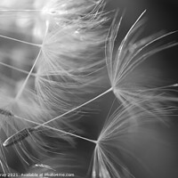 Buy canvas prints of feathers by Verity Gray