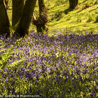 Buy canvas prints of Blluebell Woods by Verity Gray