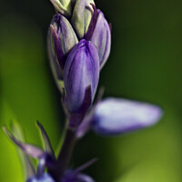 Buy canvas prints of bluebell by Verity Gray