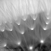 Buy canvas prints of feathers by Verity Gray
