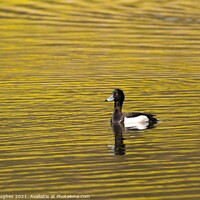 Buy canvas prints of Tufted duck on golden pond by David Hughes