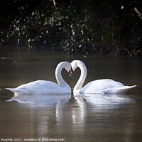 Buy canvas prints of Swan heart by David Hughes