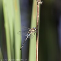 Buy canvas prints of Dragonfly on a Reed  by David Hughes