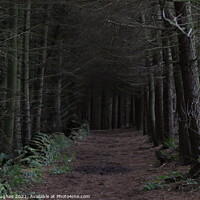Buy canvas prints of Dark woodland path by David Hughes