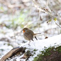 Buy canvas prints of Robin in the snow  by David Hughes