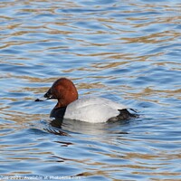 Buy canvas prints of Pochard swimming in the lake by David Hughes
