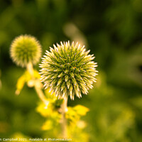 Buy canvas prints of Spiky Flower by Jonathan Campbell