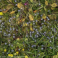 Buy canvas prints of British Wild Meadow Flowers Portreath Cornwall. by Ernest Sampson