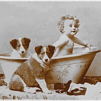 Buy canvas prints of Two Dogs With Young Child In Bathtub . by Ernest Sampson