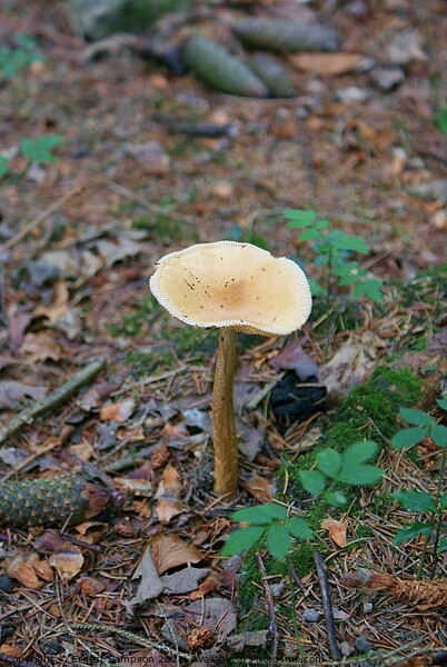 Common Toadstool, Becky Falls Dartmoor In Devon. Picture Board by Ernest Sampson