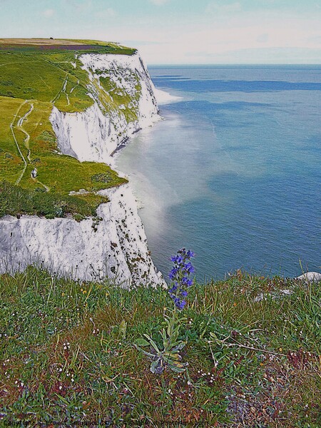 White Cliffs Of Dover With Wild Flowers, Kent UK. Picture Board by Ernest Sampson