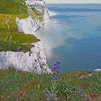 Buy canvas prints of White Cliffs Of Dover With Wild Flowers, Kent UK. by Ernest Sampson