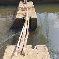 Buy canvas prints of bridge made out of logs in village to cross the river by Anish Punchayil Sukumaran
