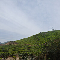 Buy canvas prints of tea estate in munnar and blue sky by Anish Punchayil Sukumaran