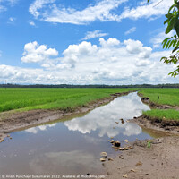 Buy canvas prints of a river flowing the centre of a rice farm under clear blue sky by Anish Punchayil Sukumaran