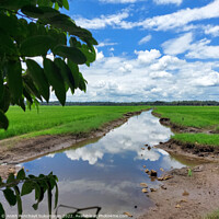 Buy canvas prints of a river flowing the centre of a rice farm under clear blue sky by Anish Punchayil Sukumaran