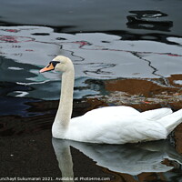 Buy canvas prints of Swan floating on the water a view from norway by Anish Punchayil Sukumaran
