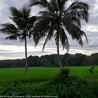Buy canvas prints of rice field and coconut tree under cloudy sky by Anish Punchayil Sukumaran
