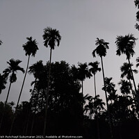 Buy canvas prints of tall palm trees after sunset and clear sky in Kerala  by Anish Punchayil Sukumaran