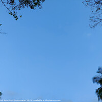 Buy canvas prints of blue sky and tree on each corners,  by Anish Punchayil Sukumaran