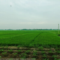 Buy canvas prints of A beautiful rice field during day time  by Anish Punchayil Sukumaran