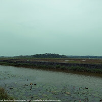 Buy canvas prints of clam river full of water lilies and beautiful rice field in back by Anish Punchayil Sukumaran