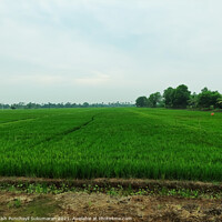 Buy canvas prints of A beautiful rice field during day time by Anish Punchayil Sukumaran