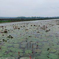 Buy canvas prints of clam river full of water lilies and beautiful rice field in back by Anish Punchayil Sukumaran