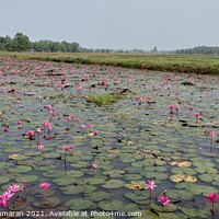 Buy canvas prints of full of water lilies in a river in Kerala  by Anish Punchayil Sukumaran