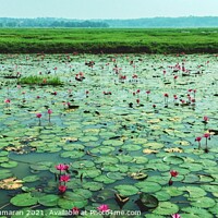 Buy canvas prints of water lilies in a river by Anish Punchayil Sukumaran