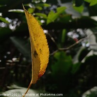 Buy canvas prints of Yellow leaf of Rose plant hanging on a spider web by Anish Punchayil Sukumaran