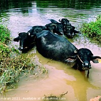 Buy canvas prints of five water buffalos lie in the lake to protect themselves from annoying insects and to cool off from the midday heat.a view from kerala india by Anish Punchayil Sukumaran