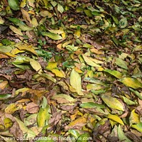 Buy canvas prints of Fallen yellow tree leaves during September. Autumn falls by Anish Punchayil Sukumaran
